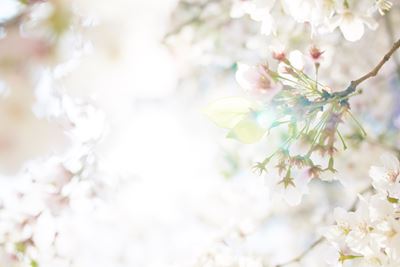 【満開の桜の中で見つけた若い枝】